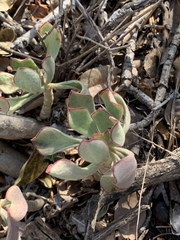 Cotyledon egglii