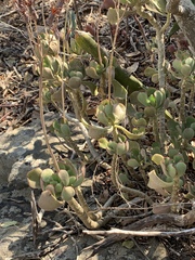 Cotyledon egglii
