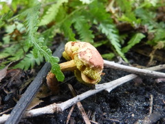 Fungi