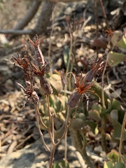 Cotyledon egglii