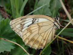Melanargia halimede