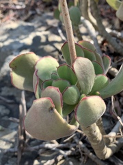 Cotyledon egglii