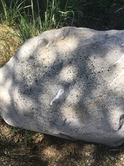 Lichinaceae