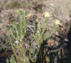 Petrophile ericifolia