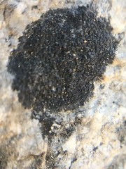 Lichinaceae