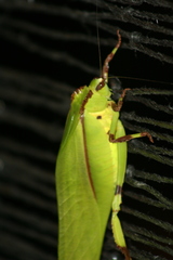 Cnemidophyllum eximium