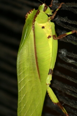 Cnemidophyllum eximium