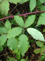 Rubus montanus