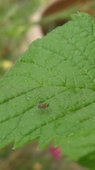 Diptera