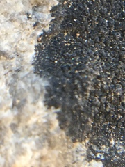 Lichinaceae