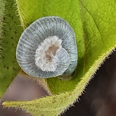 Monostegia abdominalis
