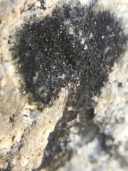 Lichinaceae