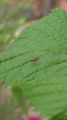Diptera