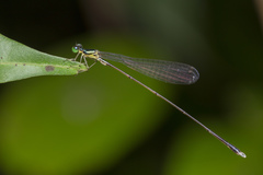 Amphicnemis gracilis