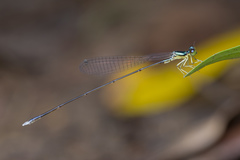 Amphicnemis gracilis