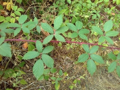 Rubus montanus