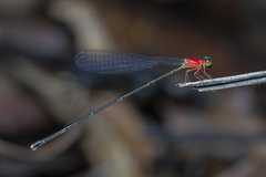 Amphicnemis gracilis