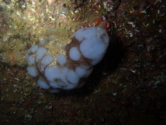 Phallusia mammillata