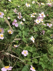 Eriocapitella × hybrida