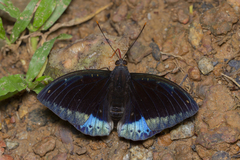 Lexias pardalis dirteana