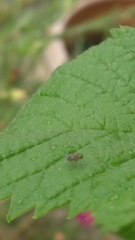 Diptera