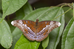 Lebadea martha parkeri