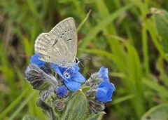 Eicochrysops meryamae
