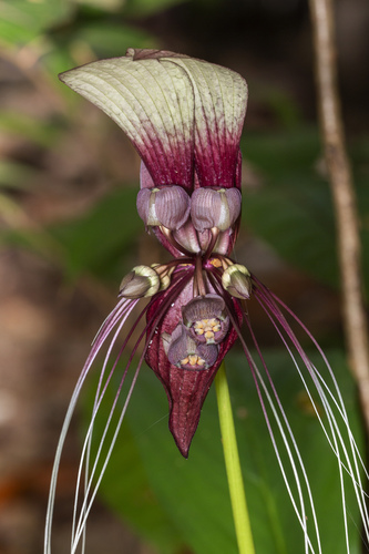 White Bat Flower