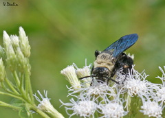 Campsomeriella