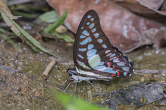 Graphium evemon