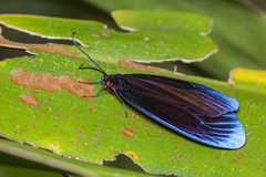 Pompelon marginata