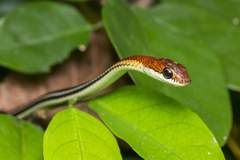 Dendrelaphis caudolineatus
