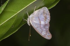 Eulaceura osteria