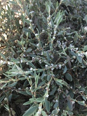Polygonum glaucum