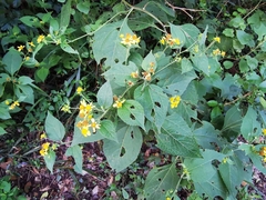 Greenmaniella resinosa