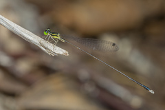 Amphicnemis gracilis