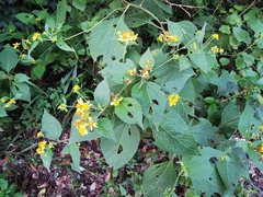 Greenmaniella resinosa