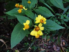 Greenmaniella resinosa