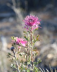 Isopogon crithmifolius