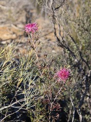 Isopogon crithmifolius