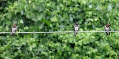 Hirundo rustica