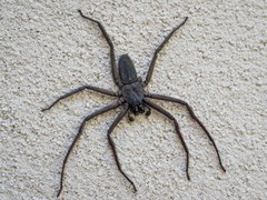 Morebilus plagusius