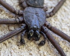 Morebilus plagusius