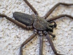 Morebilus plagusius