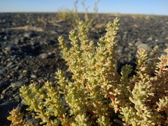 Salsola foliosa