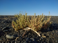 Salsola foliosa