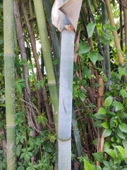Bambusa chungii