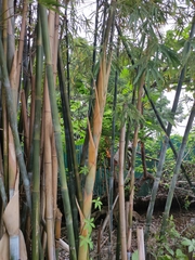 Bambusa chungii