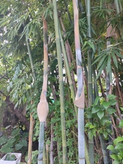 Bambusa chungii