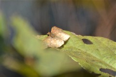 Eagris sabadius